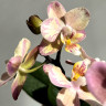 Орхидея Phalaenopsis Perfumе Valkion mutation, multiflora  