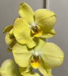 Орхидея Phalaenopsis Savona