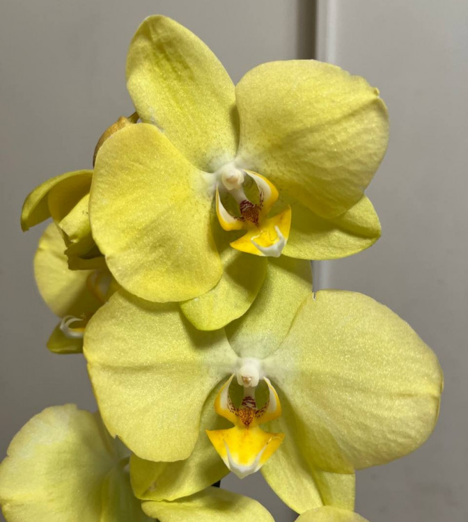 Орхидея Phalaenopsis Savona