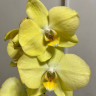 Орхидея Phalaenopsis Savona