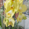 Орхидея Phalaenopsis Savona