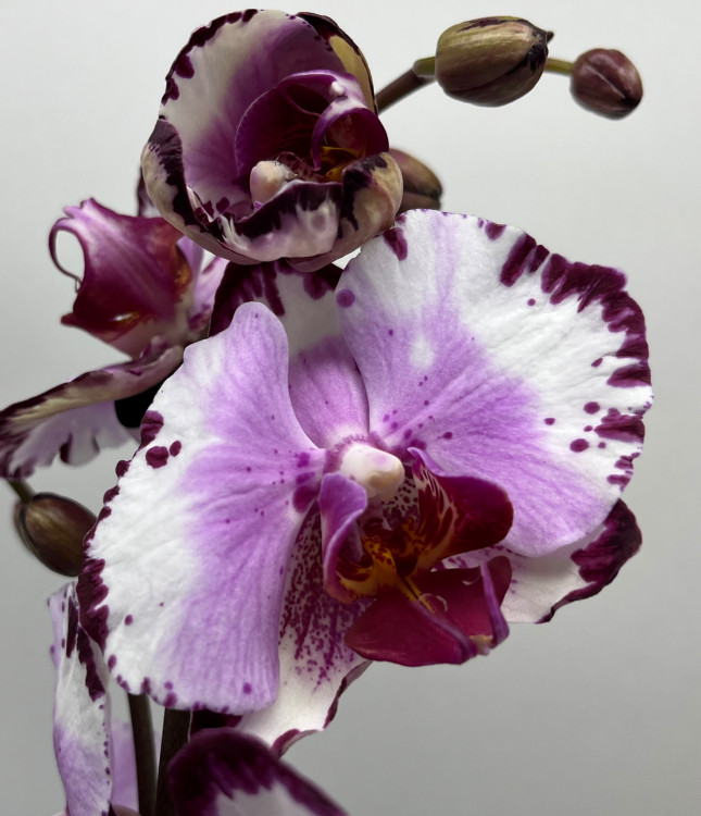 Орхидея Phalaenopsis  (отцвел, РЕАНИМАШКА) 