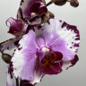 Орхидея Phalaenopsis  (отцвел, РЕАНИМАШКА) 