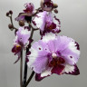 Орхидея Phalaenopsis  (отцвел, РЕАНИМАШКА) 