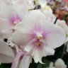 Орхидея Phalaenopsis Big Lip (отцвел)