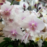 Орхидея Phalaenopsis Big Lip (отцвел)