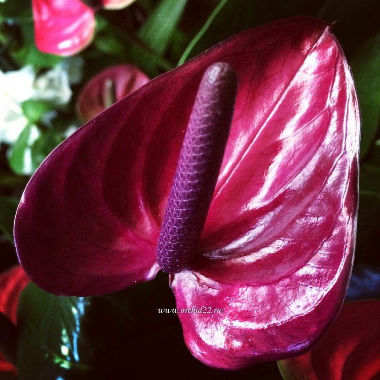Anthurium Purple Heart