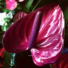 Anthurium Purple Heart