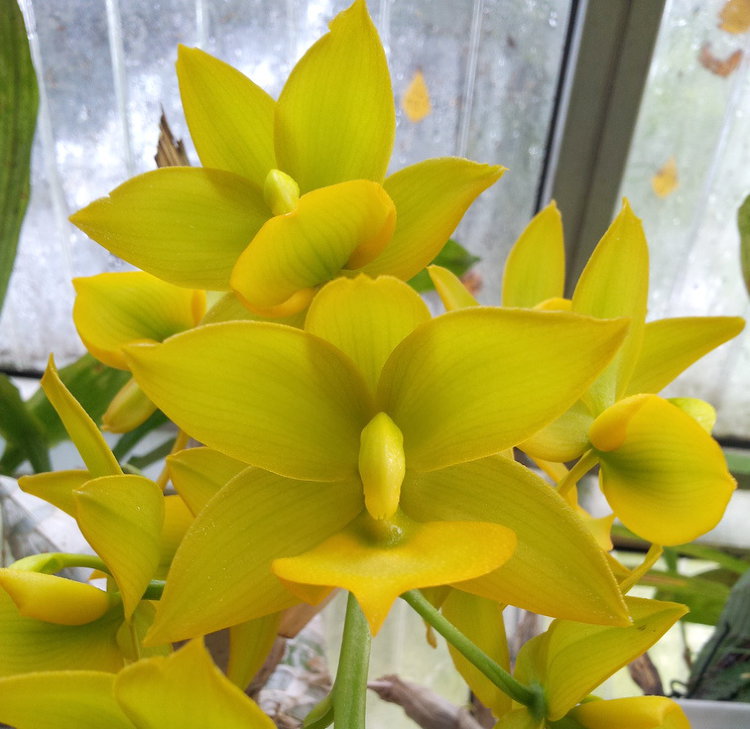 Орхидея Cycnodes Jumbo Puff Taiyoung (отцвёл)