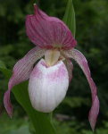 Орхидея Cypripedium Philipp