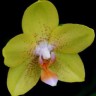 Орхидея Phalaenopsis Golden Treasure (отцвёл)
