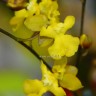 Орхидея Oncidium Lemon Surprise (отцвел)