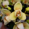 Орхидея Phalaenopsis Cancun, multiflora  