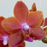 Орхидея Phalaenopsis Pingtung Bronze Age (отцвел)     