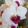 Орхидея Phalaenopsis Passion New