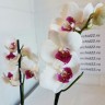 Орхидея Phalaenopsis Passion New