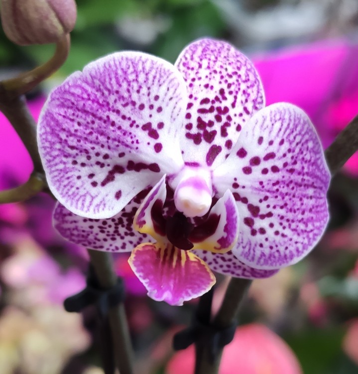 Орхидея Phalaenopsis mini  (отцвел)    