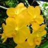Орхидея Vanda Yellow (сеянец) 