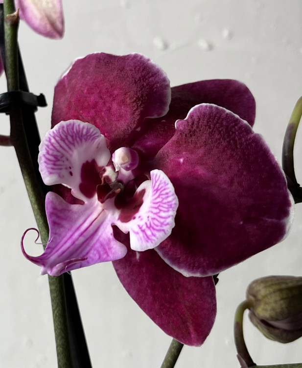 Орхидея Phalaenopsis Big Lip 