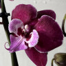 Орхидея Phalaenopsis Big Lip 