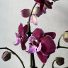 Орхидея Phalaenopsis Big Lip 