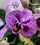 Орхидея Phalaenopsis  multiflora (отцвел)