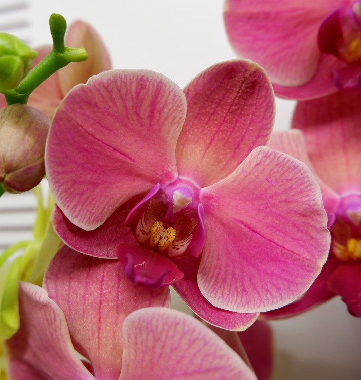 Орхидея Phalaenopsis Narbonne (отцвел)
