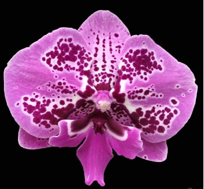 Орхидея Phal.Phal. Fullers Pink Swallow RL × (Yushan Mongo × Lioulin Bright Violet) (еще не цвел) 