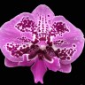 Орхидея Phal. Fullers Pink Swallow RL hybrid (отцвел) 