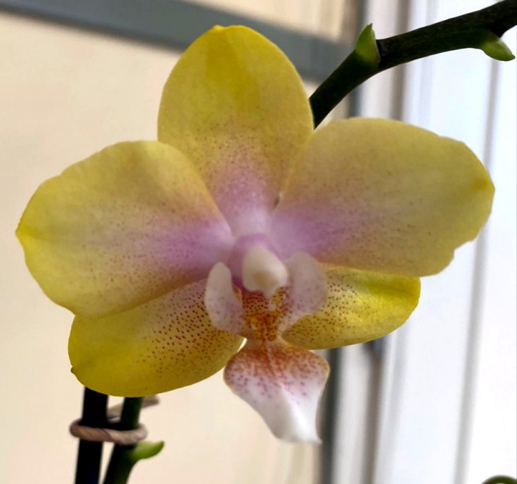 Орхидея Phalaenopsis, multiflora (отцвел)