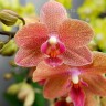 Орхидея Phalaenopsis Sunset Love, multiflora (отцвел) 