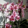 Орхидея Phalaenopsis Lianher Happy Pearl, multiflora (отцвел)
