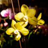Орхидея Phalaenopsis Sogo Meili, multiflora