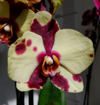 Орхидея Phalaenopsis Romee 