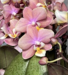 Орхидея Phalaenopsis Perfume Melion, multiflora (отцвел)    
