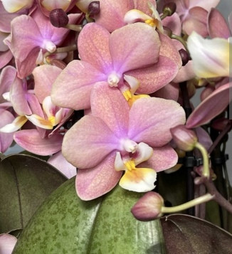 Орхидея Phalaenopsis Perfume Melion, multiflora (отцвел)    