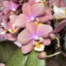 Орхидея Phalaenopsis Perfume Melion, multiflora (отцвел)    
