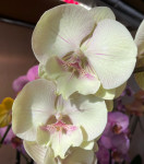 Орхидея Phalaenopsis Big Lip 