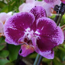 Орхидея Phalaenopsis Da Vinci (отцвел, РЕАНИМАШКА*)