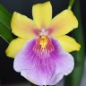 Орхидея Miltonia Sunset Hybriden (отцвела)