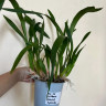 Орхидея Miltonia Sunset Hybriden (отцвела)
