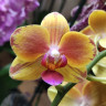Орхидея Phalaenopsis, midi (отцвел, РЕАНИМАШКА**)