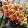Орхидея Phalaenopsis, midi (отцвел, РЕАНИМАШКА**)