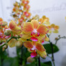 Орхидея Phalaenopsis, midi (отцвел, РЕАНИМАШКА**)