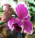 Орхидея Phalaenopsis Purple Two Tone 
