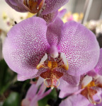 Орхидея Phalaenopsis Pink Dragon (отцвел, РЕАНИМАШКА) 