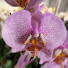 Орхидея Phalaenopsis Pink Dragon (отцвел, РЕАНИМАШКА) 