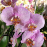 Орхидея Phalaenopsis Pink Dragon (отцвел, РЕАНИМАШКА) 