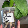 Орхидея Phalaenopsis Pink Dragon (отцвел, РЕАНИМАШКА) 