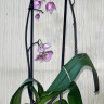 Орхидея Phalaenopsis Pink Dragon (отцвел, РЕАНИМАШКА) 